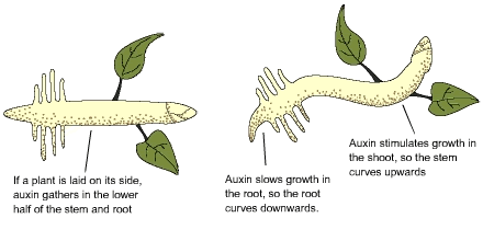 10.14_geotropism