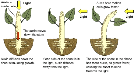 10.14_phototropism