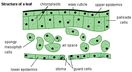 10.15_structure_of_leaf_V2